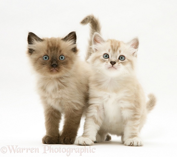 Sepia-tabby point and chocolate Birman-cross kittens, white background