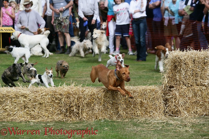 Terrier racing.  Surrey, England