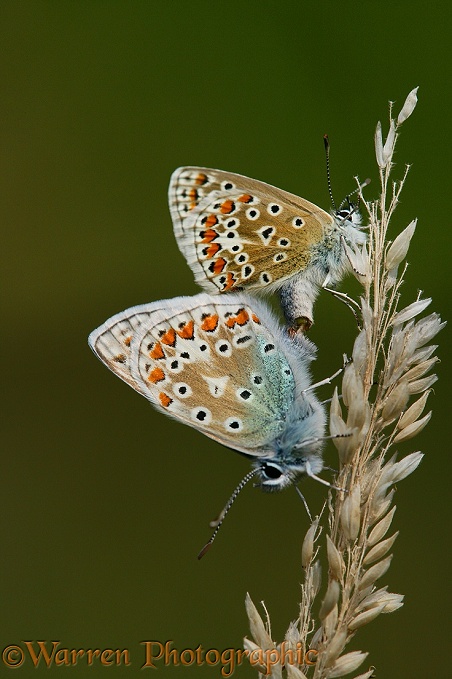 Common Blue Butterfly (Polyommatus icarus) mating pair, July.  Europe