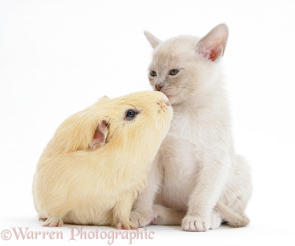 Burmese kitten, 7 weeks old, and yellow guinea pig, white background