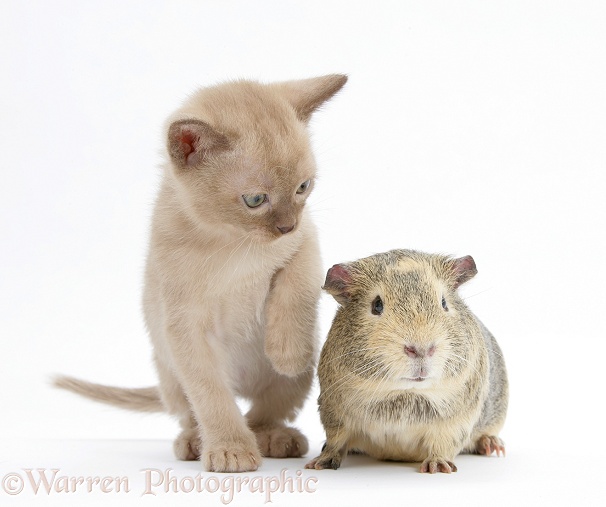 Burmese kitten, 7 weeks old, and guinea pig, white background