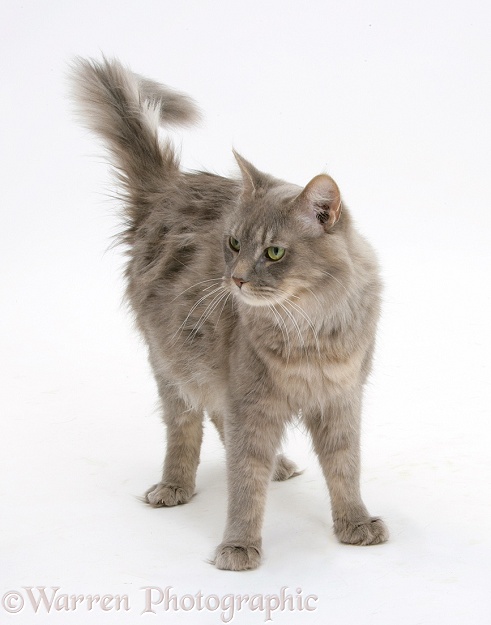 Maine Coon female cat, Serafin, standing, white background