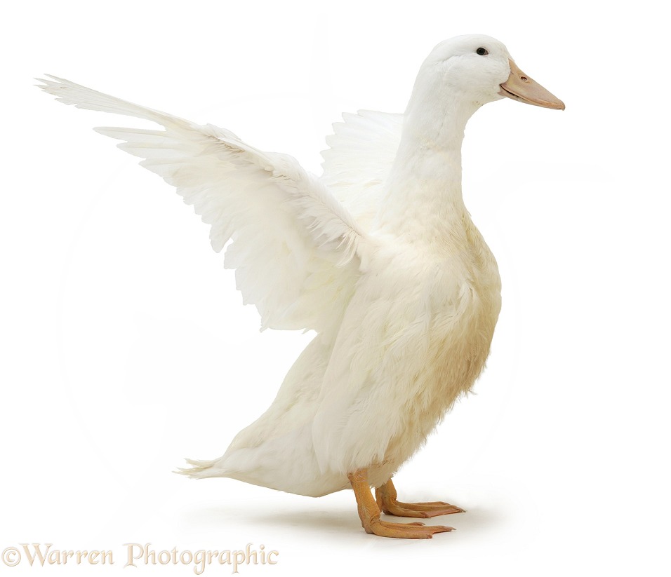 White duck, wing whirring, white background