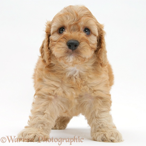 Golden Cockapoo pup, 6 weeks old, standing, white background