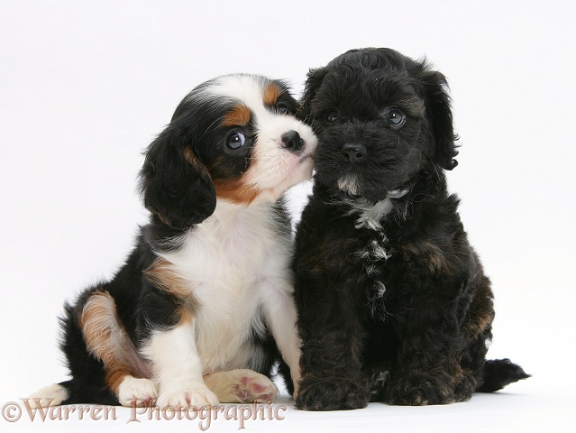 Black Cockapoo pup, 6 weeks old, with tricolour Cavalier King Charles Spaniel pup, Molly, 7 weeks old, white background