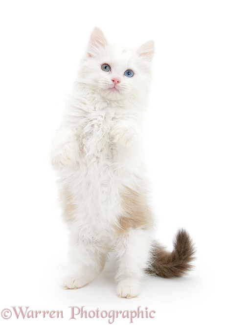 Birman x Ragdoll kitten, Willow, 11 weeks old, standing with paws up, white background