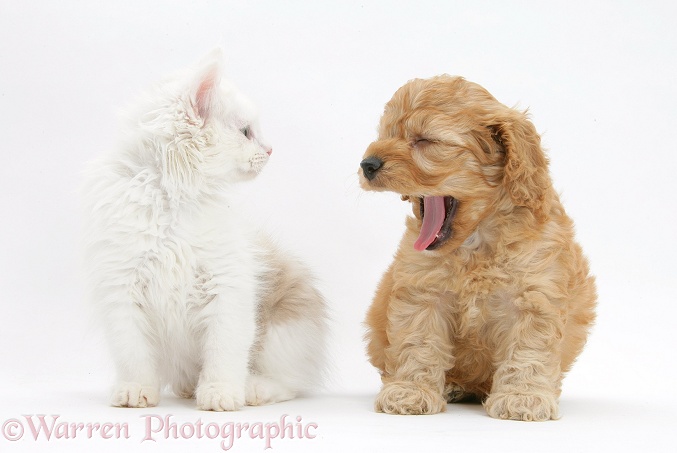 Birman x Ragdoll kitten, Willow, 11 weeks old, with golden Cockapoo pup, 6 weeks old, white background