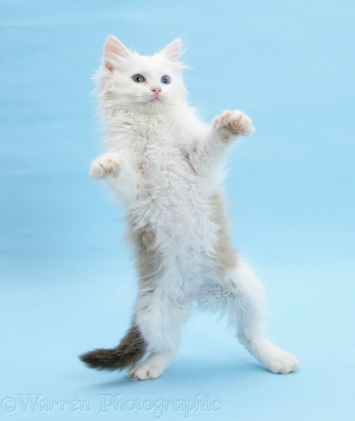 Birman x Ragdoll kitten, Willow, 11 weeks old, standing with paws reaching out