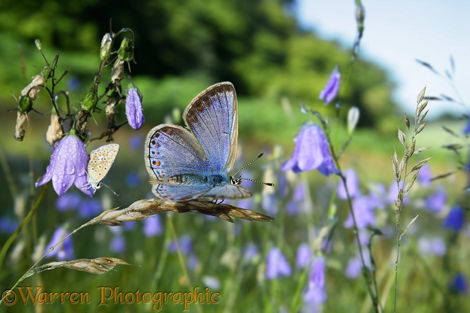 Common Blue Butterfly (Polyommatus icarus) females awaking at sunrise among Harebells (Campanula rotundifolia).  Europe
