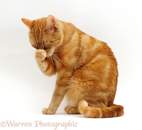 Ginger tabby female cat, Lucky, sitting and washing her face with a front paw, white background