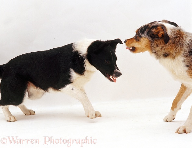 Border Collies, Kai and Phoebus, 9 months old, exchanging angry snarls, white background