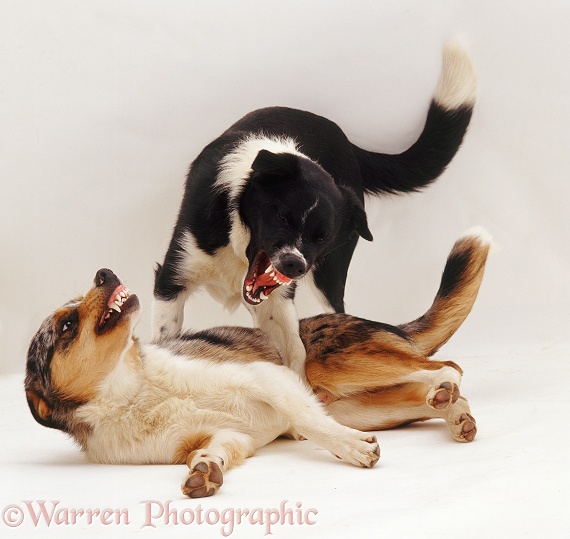 Border Collies, Kai and Phoebus, 9 months old, exchanging angry snarls, white background
