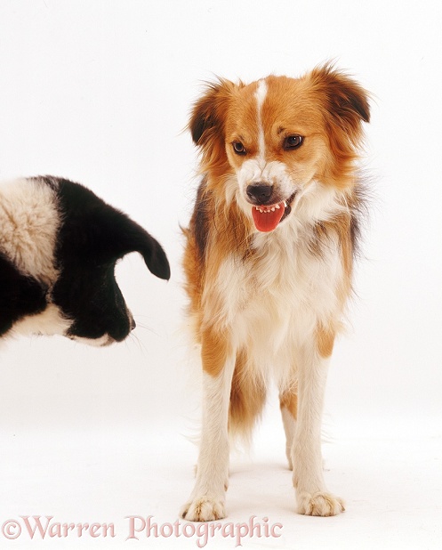 Sable Border Collie dog, Bobby, snarling at another dog, white background