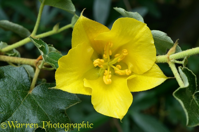 California Glory (Fremontodendron species) flower