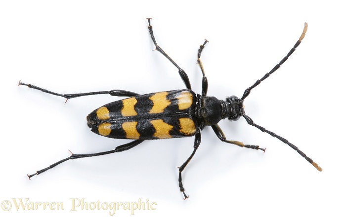 Four-banded Longhorn Beetle (Leptura quadrifasciata) female.  Europe, white background