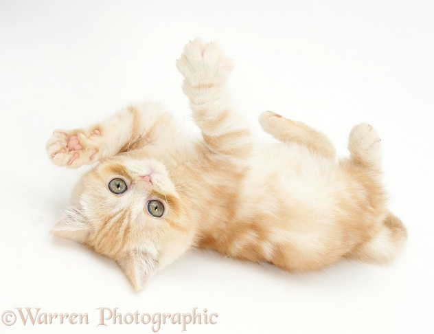 Ginger kitten rolling playfully, white background