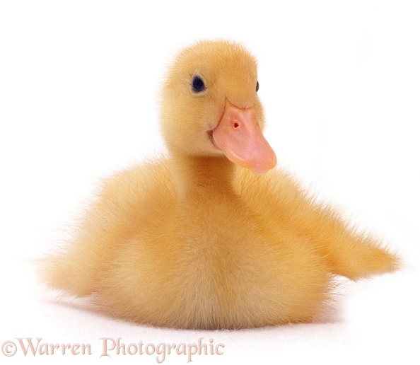 Yellow duckling, white background