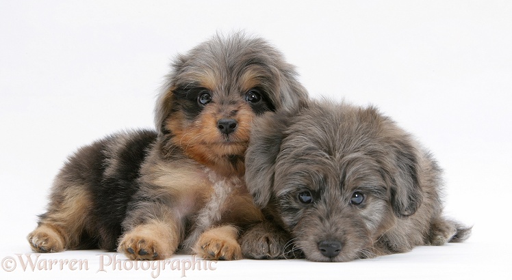 Shetland Sheepdog x Poodle pups, 7 weeks old, white background