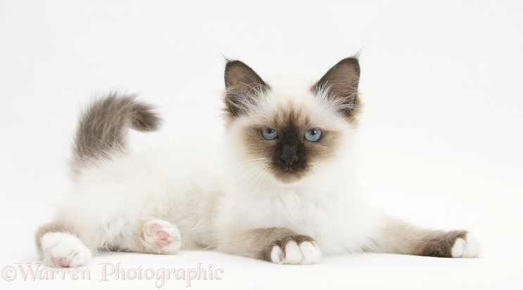Birman kitten, white background