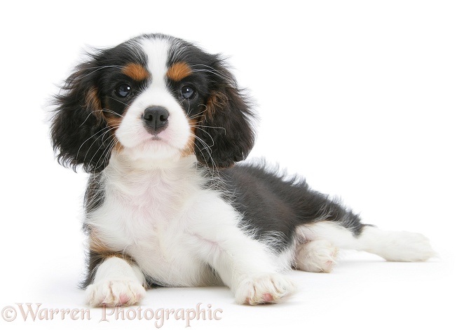 Tricolour Cavalier King Charles Spaniel pup, lying with head up, white background