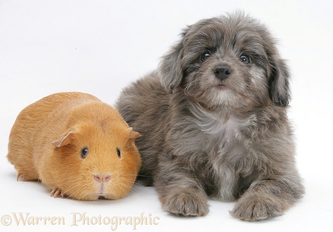 Shetland Sheepdog x Poodle pup, 7 weeks old, with Guinea pig, white background