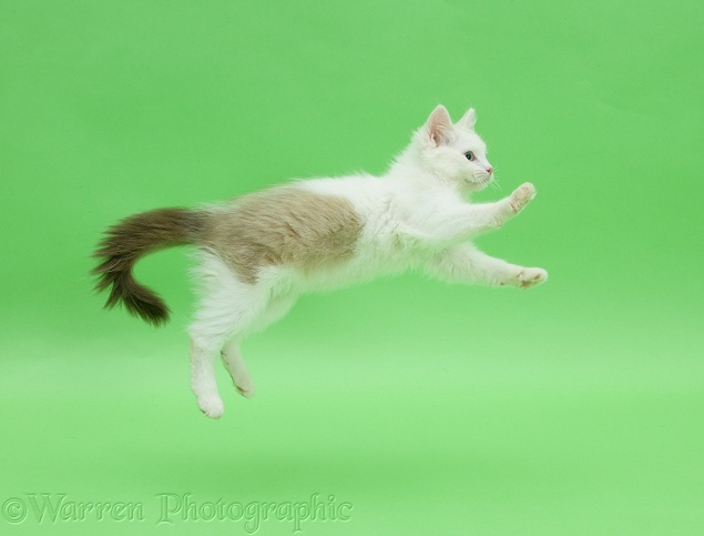 Birman x Ragdoll kitten, Willow, 3 months old, leaping on green background