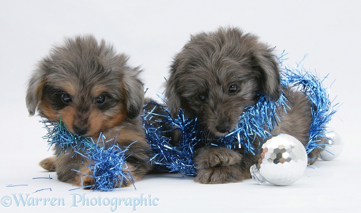 Sheltie x Poodle pups, 7 weeks old, chewing Christmas decorations, white background
