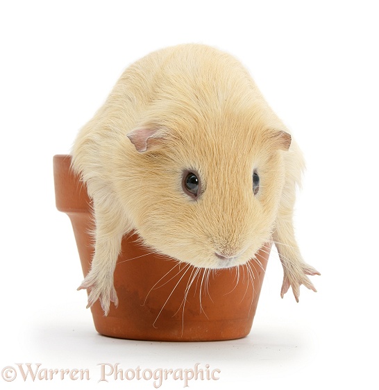 Yellow guinea pig in a flowerpot, white background