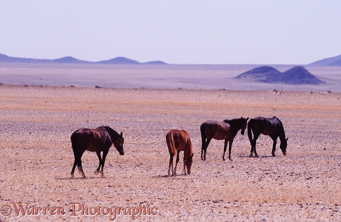 Wild horses on the plains near Aus, southern Namibia 1995
