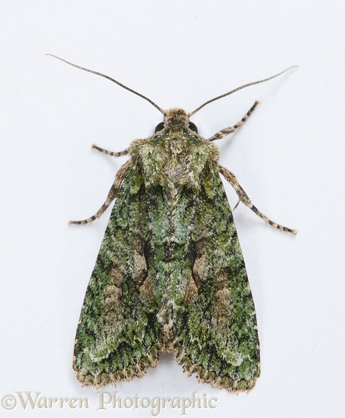 Brindled Green Moth (Dryobotodes eremita).  Europe, white background