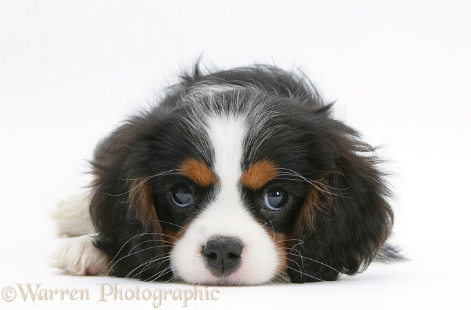 Tricolour Cavalier King Charles Spaniel pup, lying with chin on floor, white background