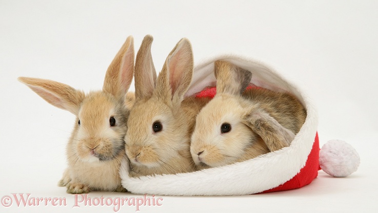 Two sandy Lop rabbits in a Father Christmas hat, white background