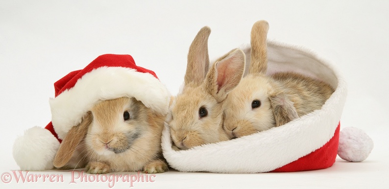 Three sandy Lop rabbits with Father Christmas hats, white background