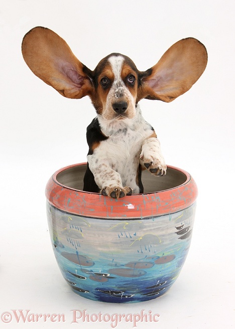 Basset Hound pup, Betty, 9 weeks old, with ears up in a plant pot, white background