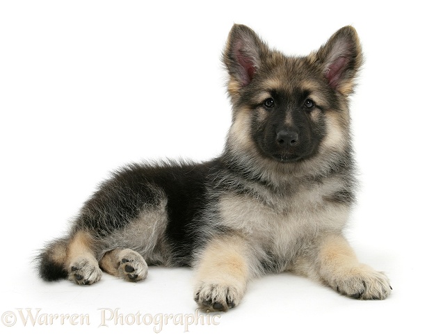 German Shepherd Dog bitch pup, Echo, lying with head up, white background