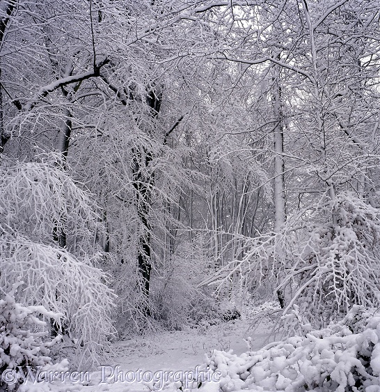 Snowy trees.  Surrey, England