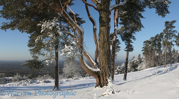 Snowy Scene.  Surrey, England