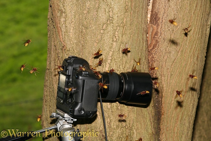 European Hornet (Vespa crabro) workers attacking camera placed close to nest in a tree hollow.  Europe
