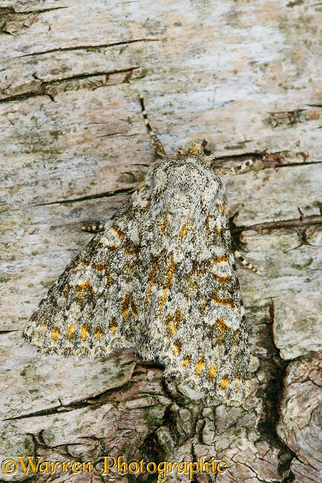 Large Rannunculus Moth (Polymixis flavicincta) camouflaged on birch bark.  Europe