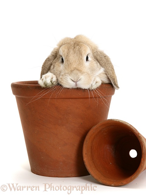 Sandy Lop rabbit in a flowerpot, white background