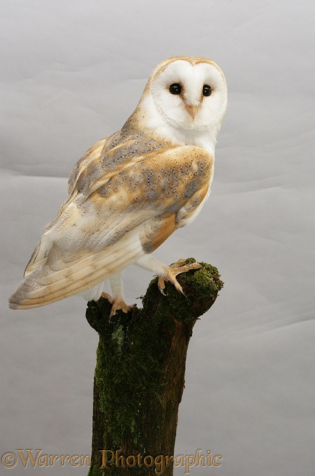 Barn Owl (Tyto alba).  Worldwide, white background