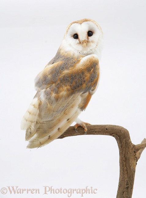 Barn Owl (Tyto alba).  Worldwide, white background