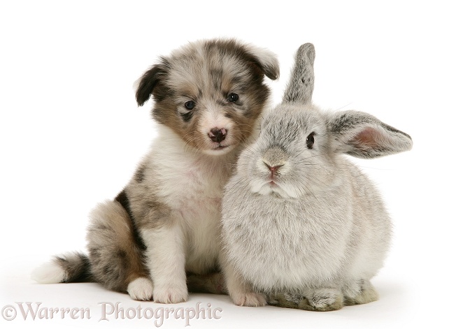 Blue merle Shetland Sheepdog pup with young silver Lop rabbit, white background