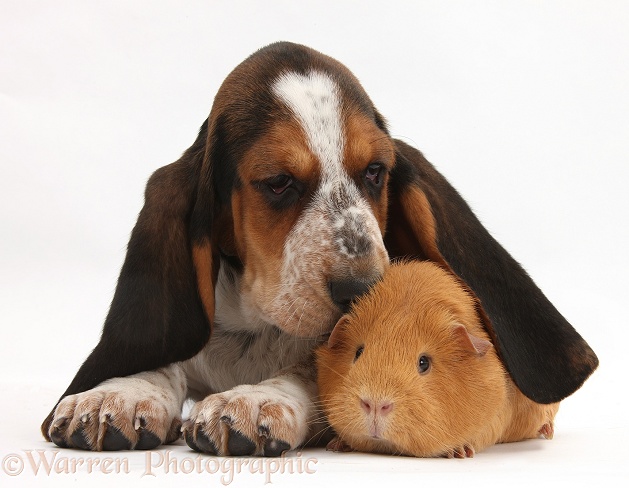 Basset Hound pup, Betty, 9 weeks old, with ear over a red guinea pig, white background