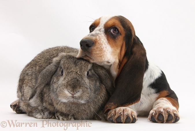 Basset Hound pup, Betty, 9 weeks old, with agouti Lop rabbit, white background