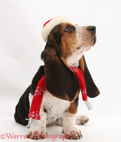 Basset Hound pup, Betty, 9 weeks old, wearing a Father Christmas hat and scarf, white background