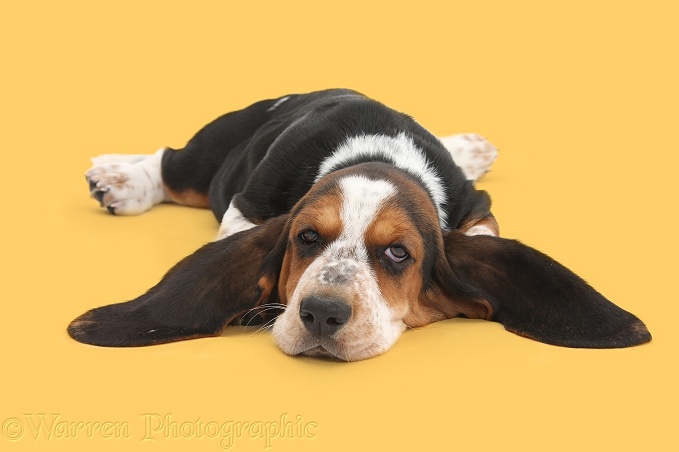 Basset Hound pup, Betty, 9 weeks old, with chin on floor and ears out, white background