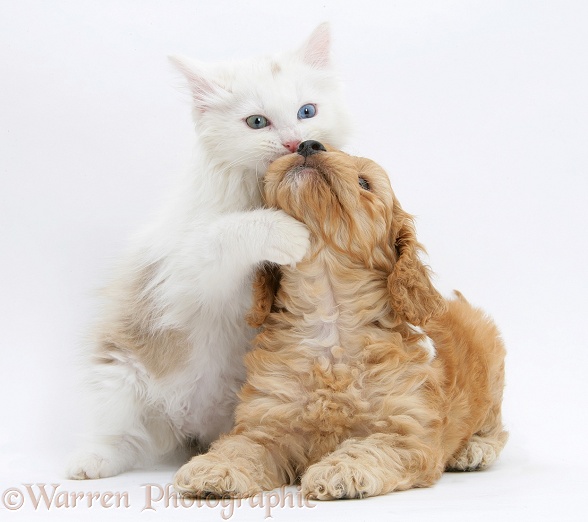 Birman x Ragdoll kitten, Willow, 11 weeks old, with Golden Cockapoo pup, 7 weeks old, white background