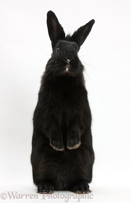 Black rabbit standing up, white background