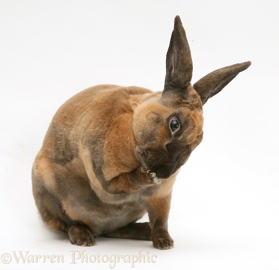 Sooty-fawn Rex rabbit, white background